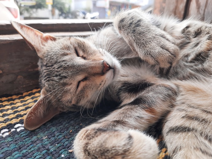 Our cat was sitting on the door mat and these are her photos. Can you post your pets photos, please?