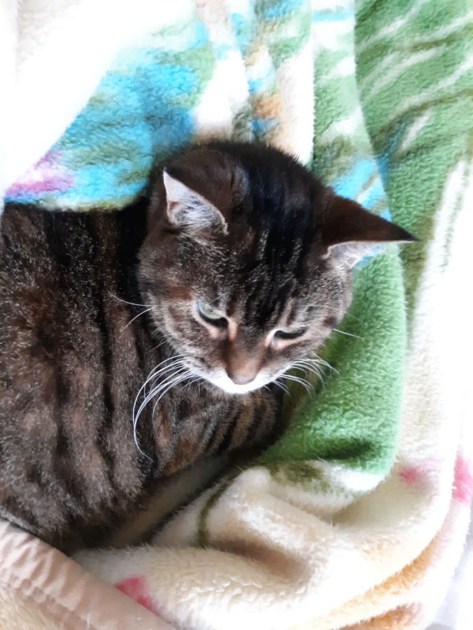 Our cat was sitting on the door mat and these are her photos. Can you post your pets' photos, please?