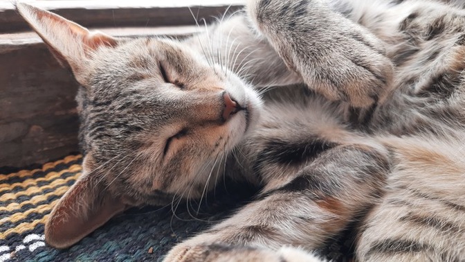 Our cat was sitting on the door mat and these are her photos. Can you post your pets' photos, please?