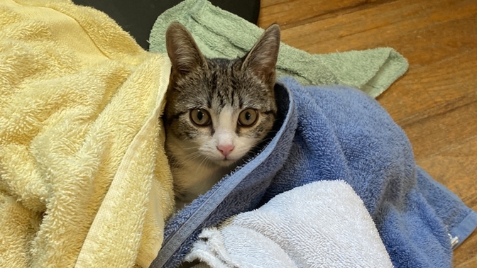 What do you think of the name “Papaya”?