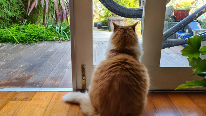 Is your cat an indoor or outdoor cat?