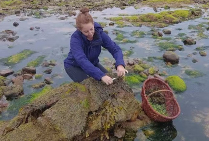 Do you like foraging for food?