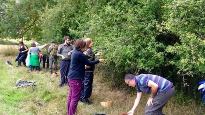 Do you like foraging for food?