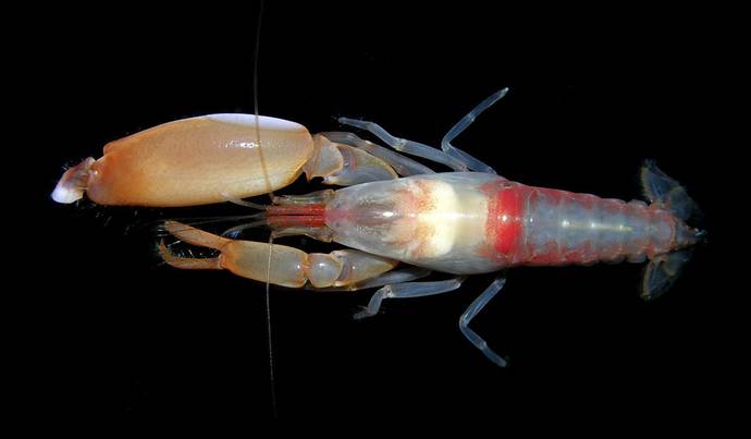What would happen if a person fought toe to toe with a shrimp?