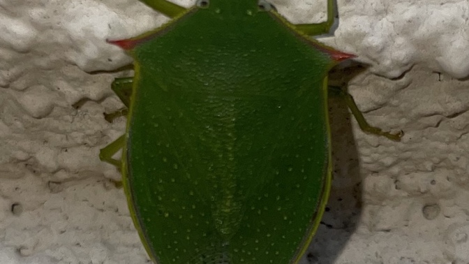 Do you like this bug? Isn’t he cool?