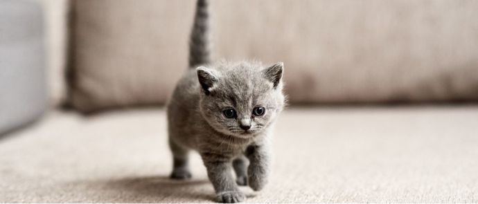 Do you hate an intense hatred for small kittens?