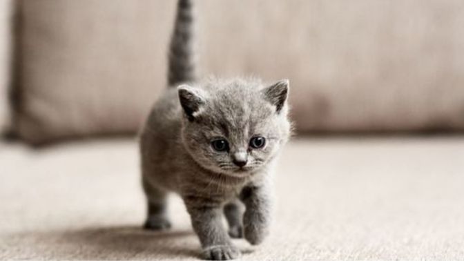 Do you hate an intense hatred for small kittens?