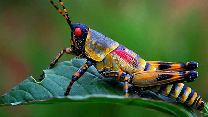 Do you like insects?