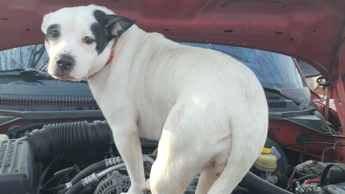 Can anyone give me advice or tips on how to work with and train my dog?