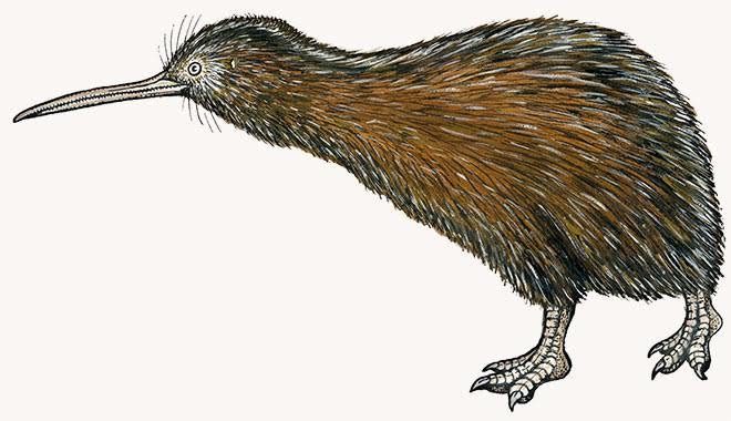 Guess the meaning of Kiwi (Aotearoa, New Zealand) slang?
