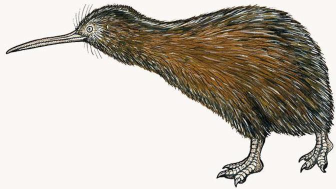 Guess the meaning of Kiwi (Aotearoa, New Zealand) slang?
