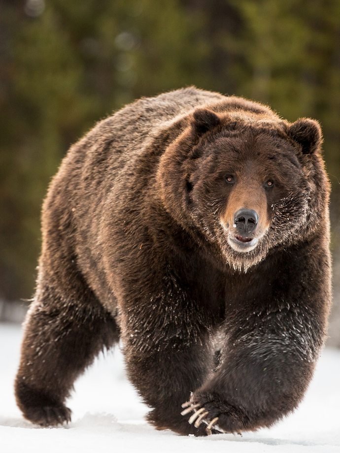 If you have to choose to be one of the 2 animals in the wild, which animal would you choose to be between a Siberian tiger or a Grizzly bear?