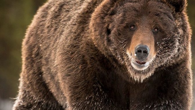 If you have to choose to be one of the 2 animals in the wild, which animal would you choose to be between a Siberian tiger or a Grizzly bear?