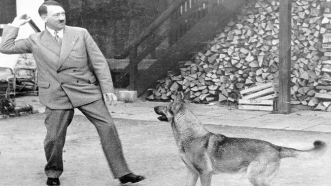 What’s with humans and pets? Why do we care more about them than people?