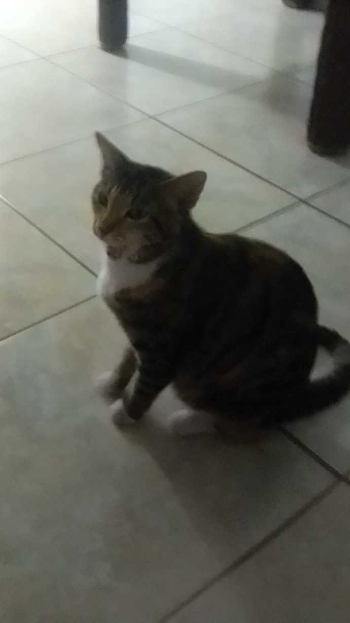 why-are-cats-so-funny-girlsaskguys