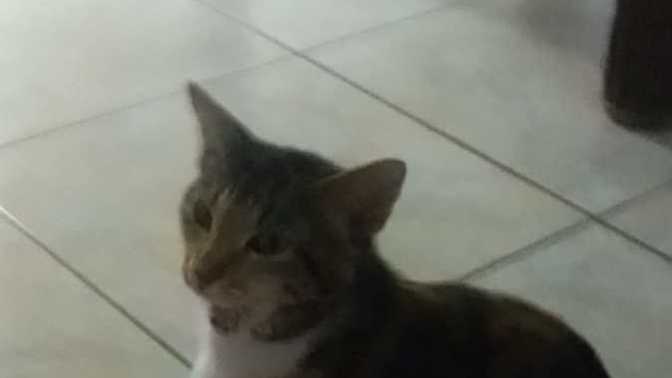 Why are cats so funny?