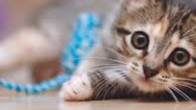 What would you do if a cat started talking to you in English?