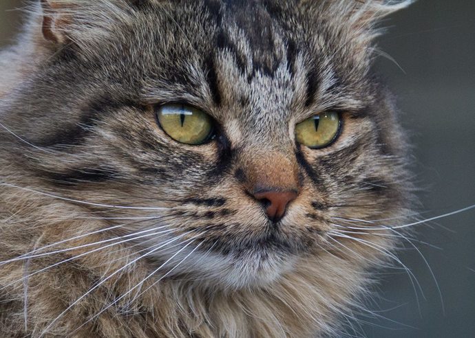 Prey Eyes vs. Hunter Eyes: What's your Canthal Tilt?