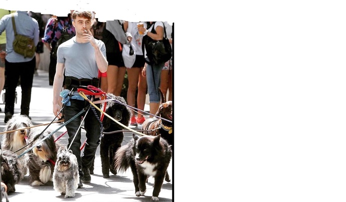 OMG hes so cute🥰🥰 isnt he with all his well trained dogs❤️❤️❤️ However can you guess his name?