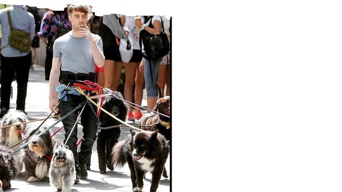 OMG he's so cute🥰🥰 isn't he with all his well trained dogs❤️❤️❤️ However can you guess his name?