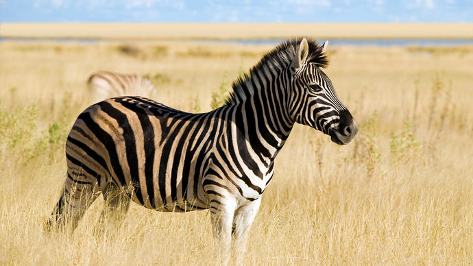 Do you want a pet zebra?