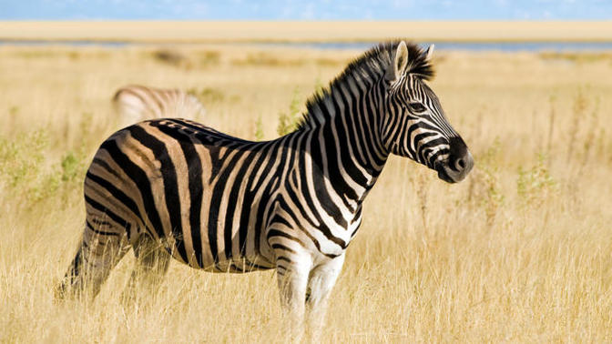 Do you want a pet zebra?