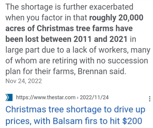 Live Christmas tree shortages whats happening ?