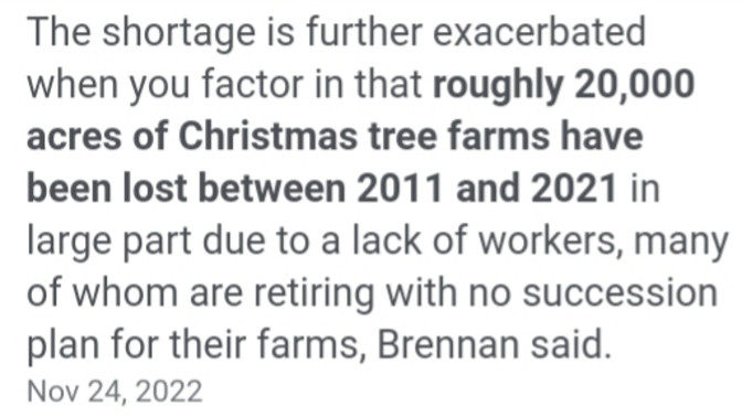 Live Christmas tree shortages what's happening ?