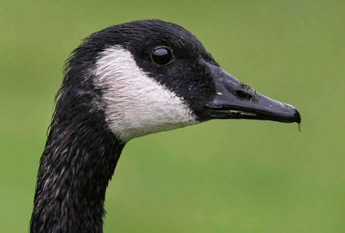 Am I a goose racist?