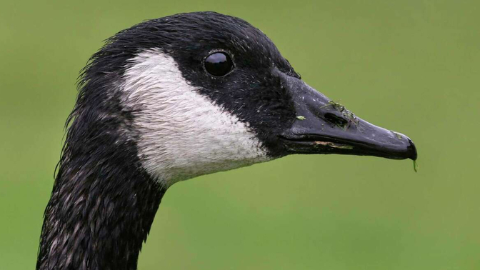 Am I a goose racist?