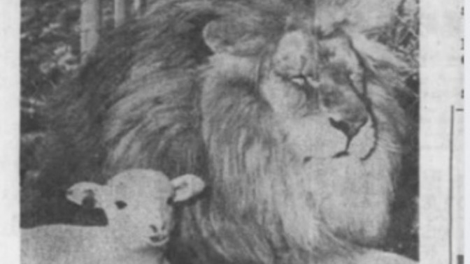 Is it Wolf or Lion with the Lamb?