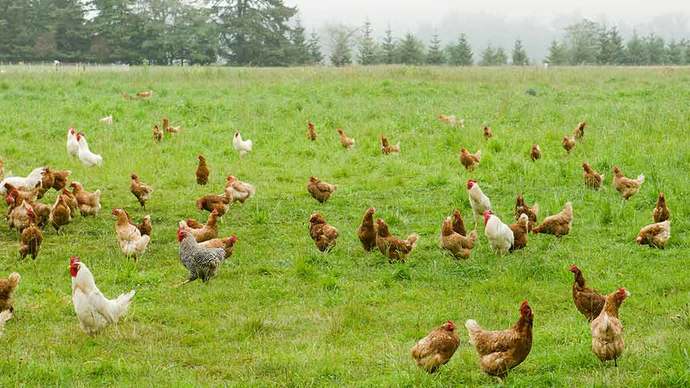 I saw on TV that they are calling homeless people "Free range people" (like they are chickens that are out in the open). What are your thoughts?