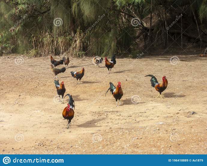I saw on TV that they are calling homeless people "Free range people" (like they are chickens that are out in the open). What are your thoughts?