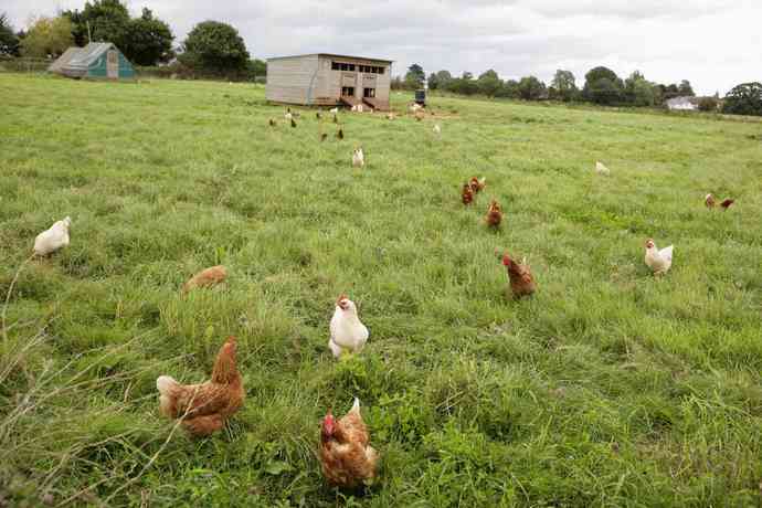 I saw on TV that they are calling homeless people "Free range people" (like they are chickens that are out in the open). What are your thoughts?