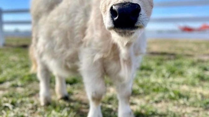 How would you react if you walked into a room and found a miniature cow socializing with guests?