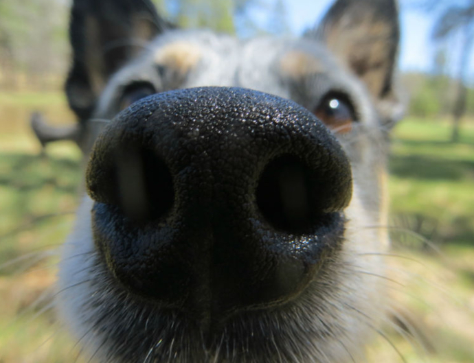 My favorite kind of a nose.