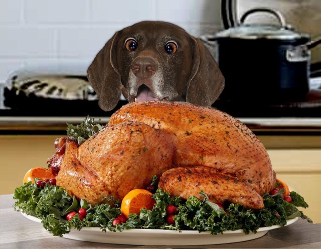 What are you doing with your left over Christmas turkey?
