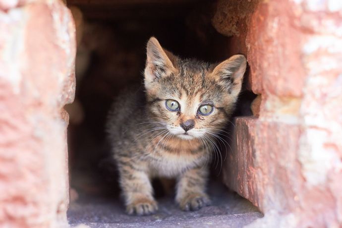 What would you do if a stray kitten started following you around?
