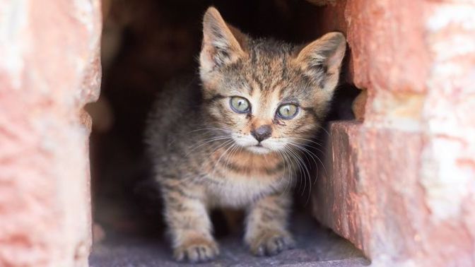 What would you do if a stray kitten started following you around?