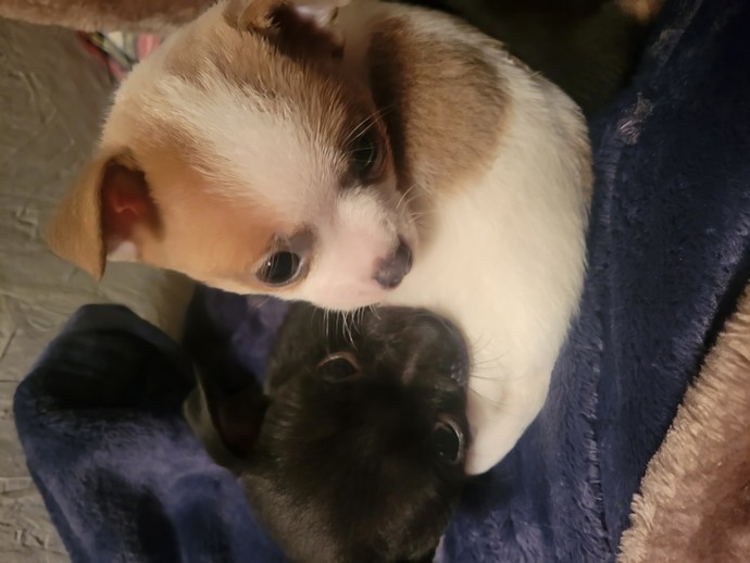 How to avoid pets to wake you up during the night?