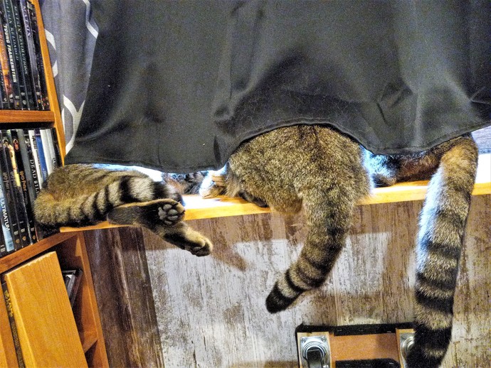 Why do cats like sitting in a window but don't like going outside