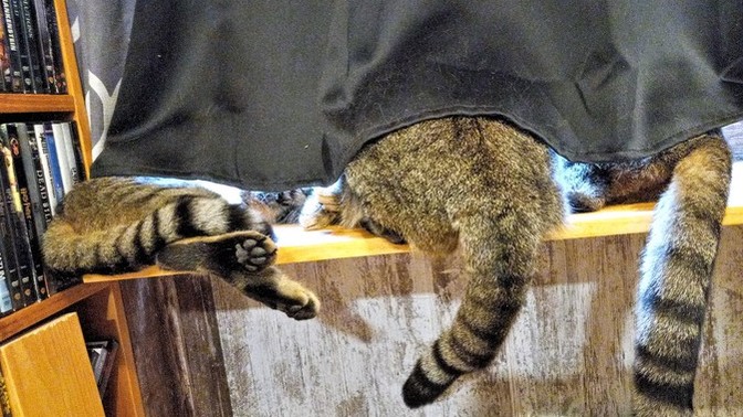 Why do cats like sitting in a window but don't like going outside?