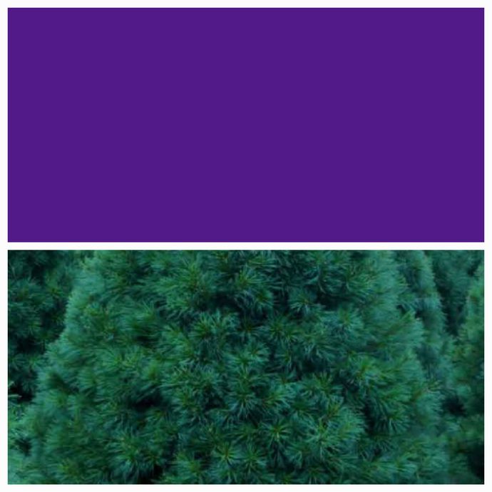 Do you like these two colors together?