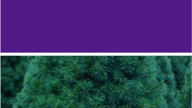 Do you like these two colors together?