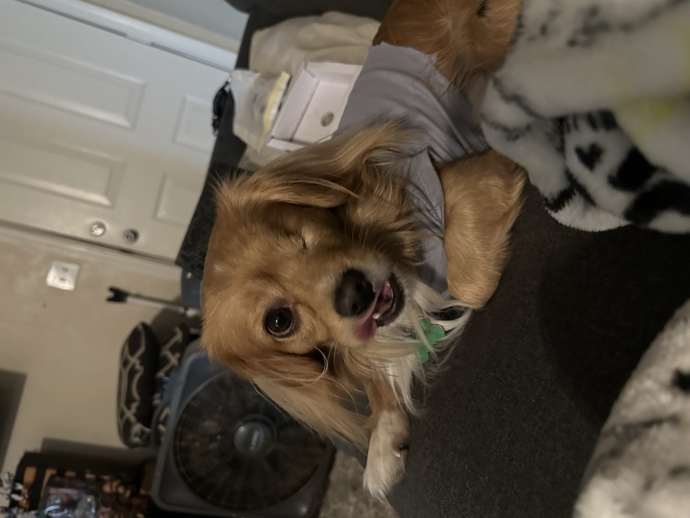 Do you think she can take my dog?