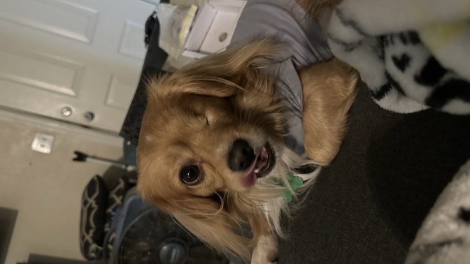 Do you think she can take my dog?