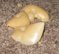 Does anyone here know a lot about mushrooms?