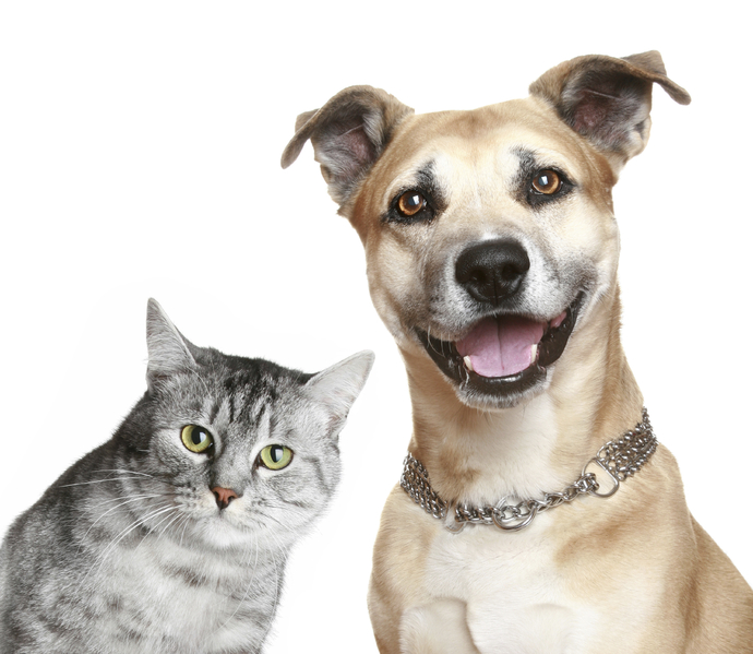 What would you do if someone called your pet ugly?