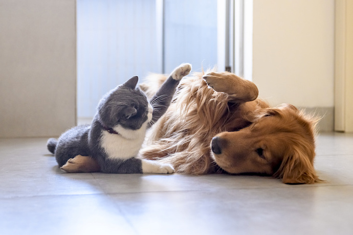 What would you do if someone called your pet ugly?