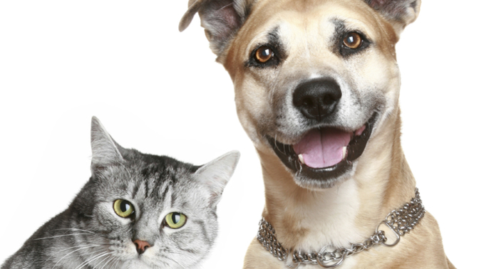 What would you do if someone called your pet ugly?